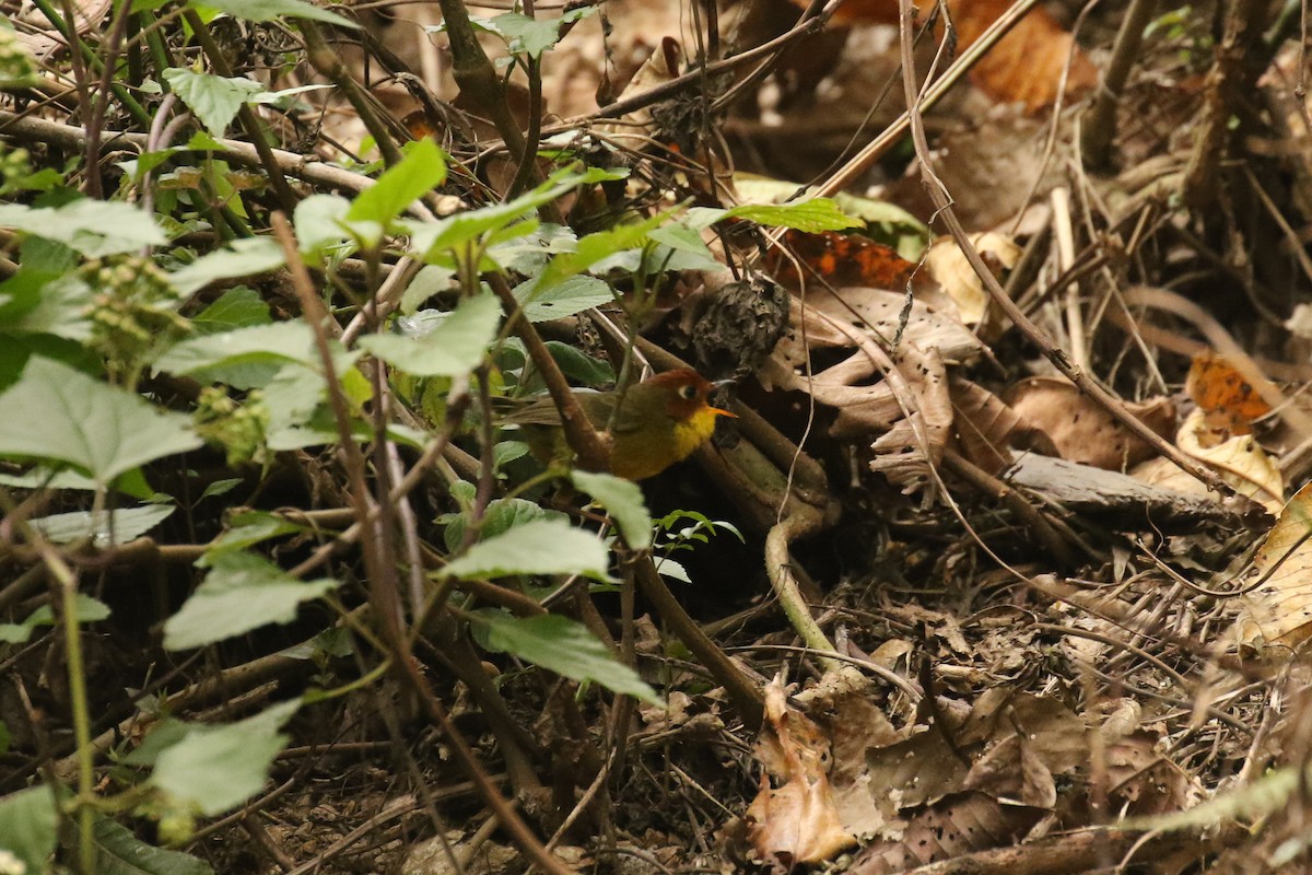 Chestnut-headed Tesia - ML642695418