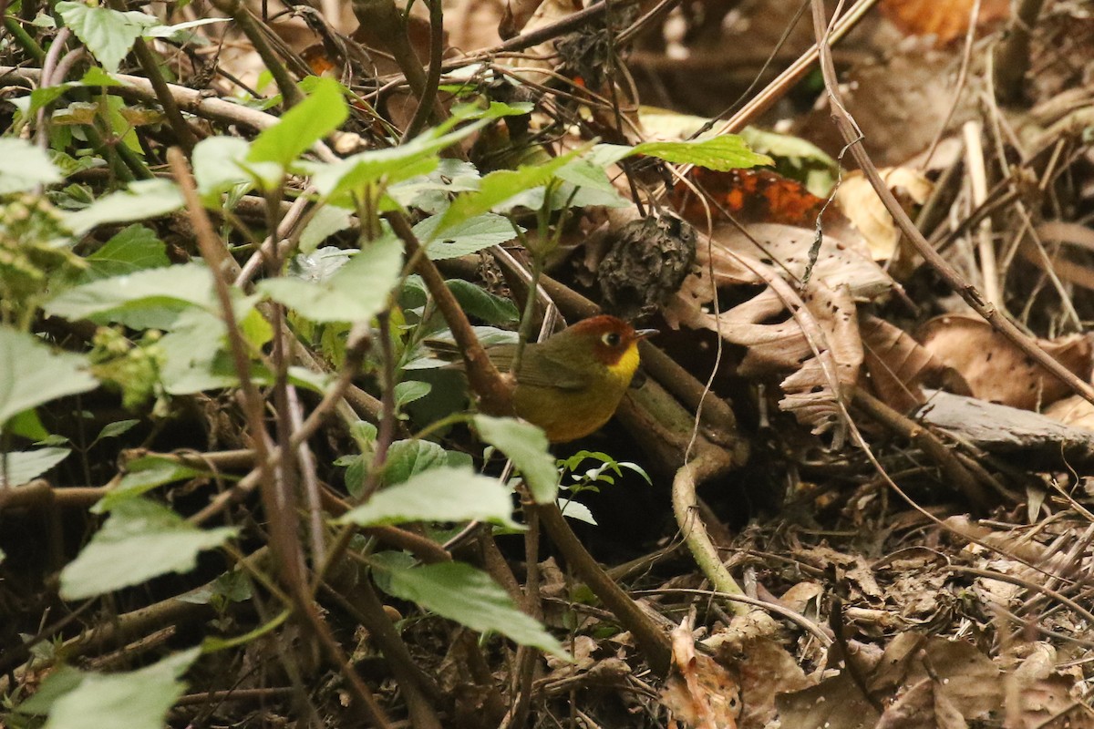 Chestnut-headed Tesia - ML642695419