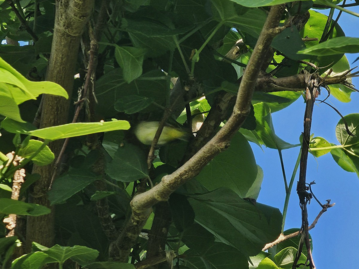 Swinhoe's White-eye - ML642695424