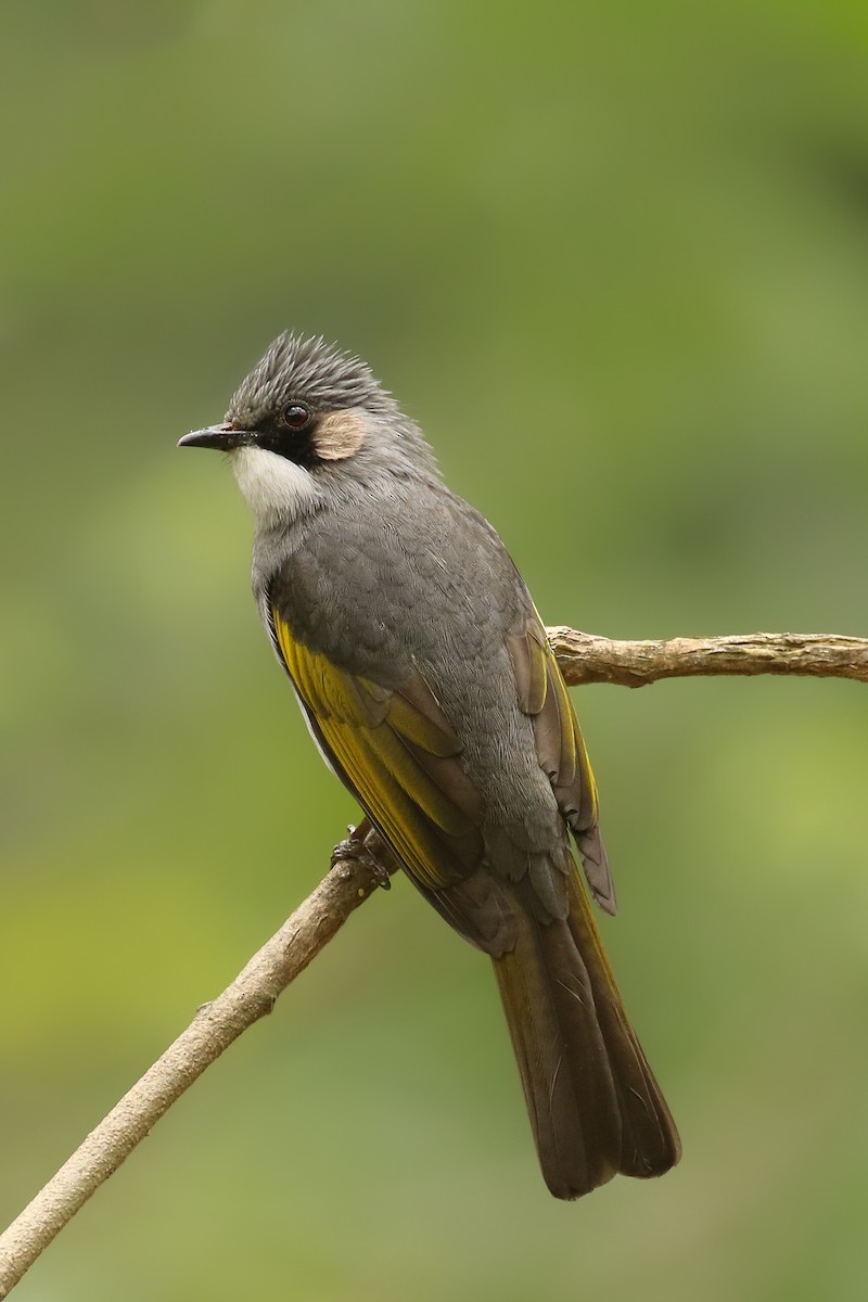 Ashy Bulbul - ML642695426