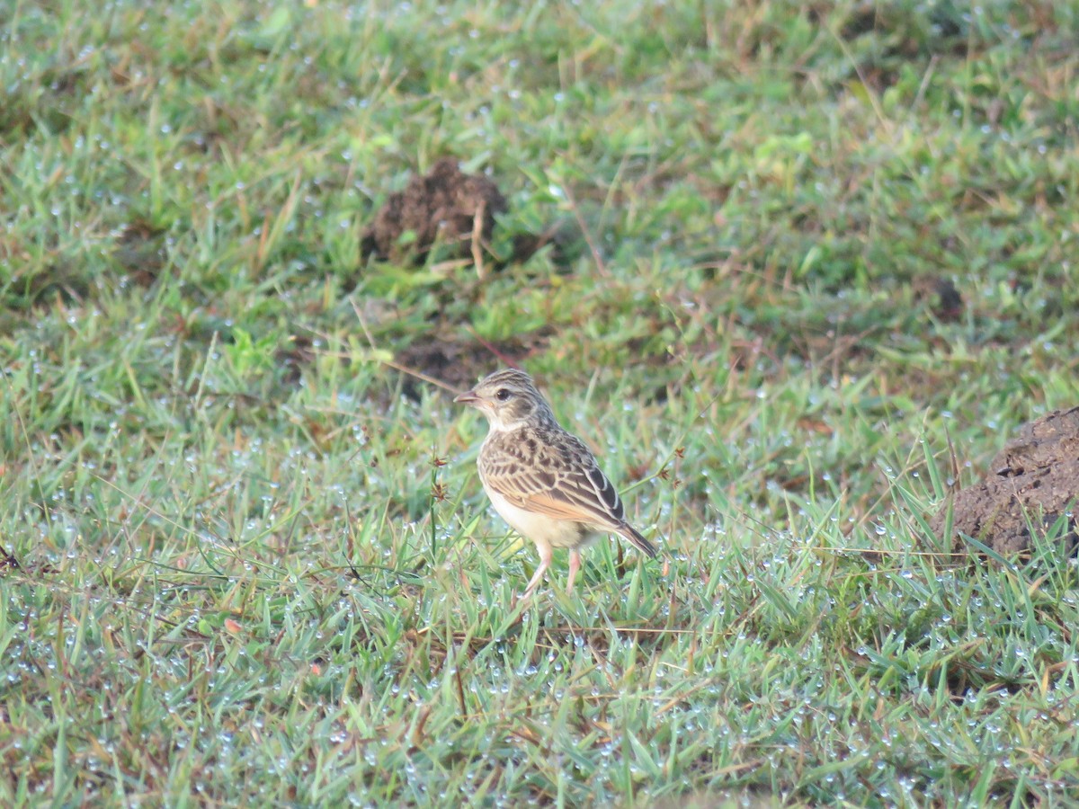 Madagascar Lark - ML642695427