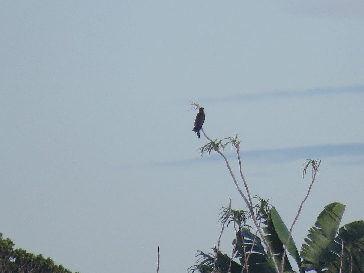 Greater Vasa Parrot - ML642695429