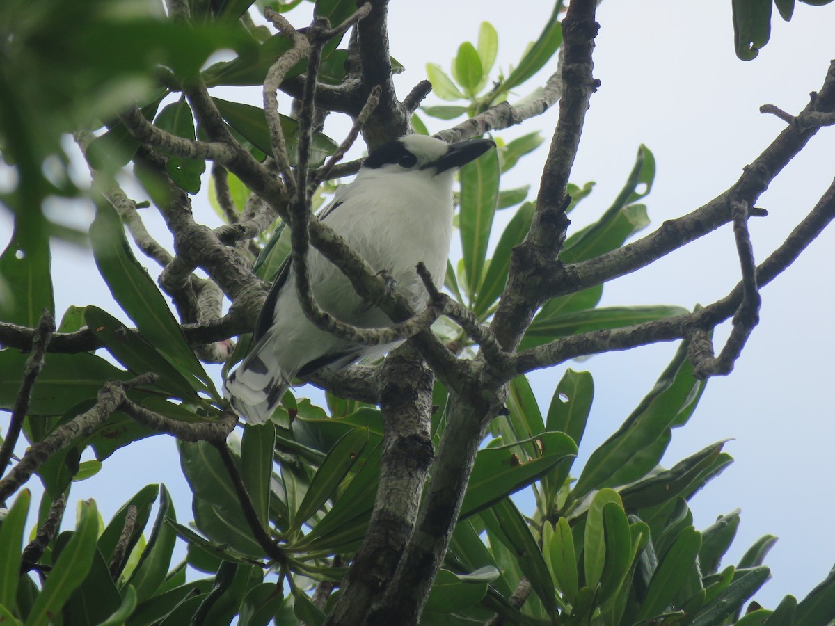 Hook-billed Vanga - ML642695433