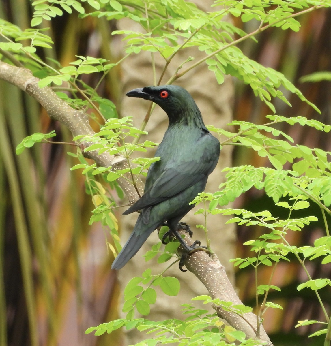 Asian Glossy Starling - ML642695437