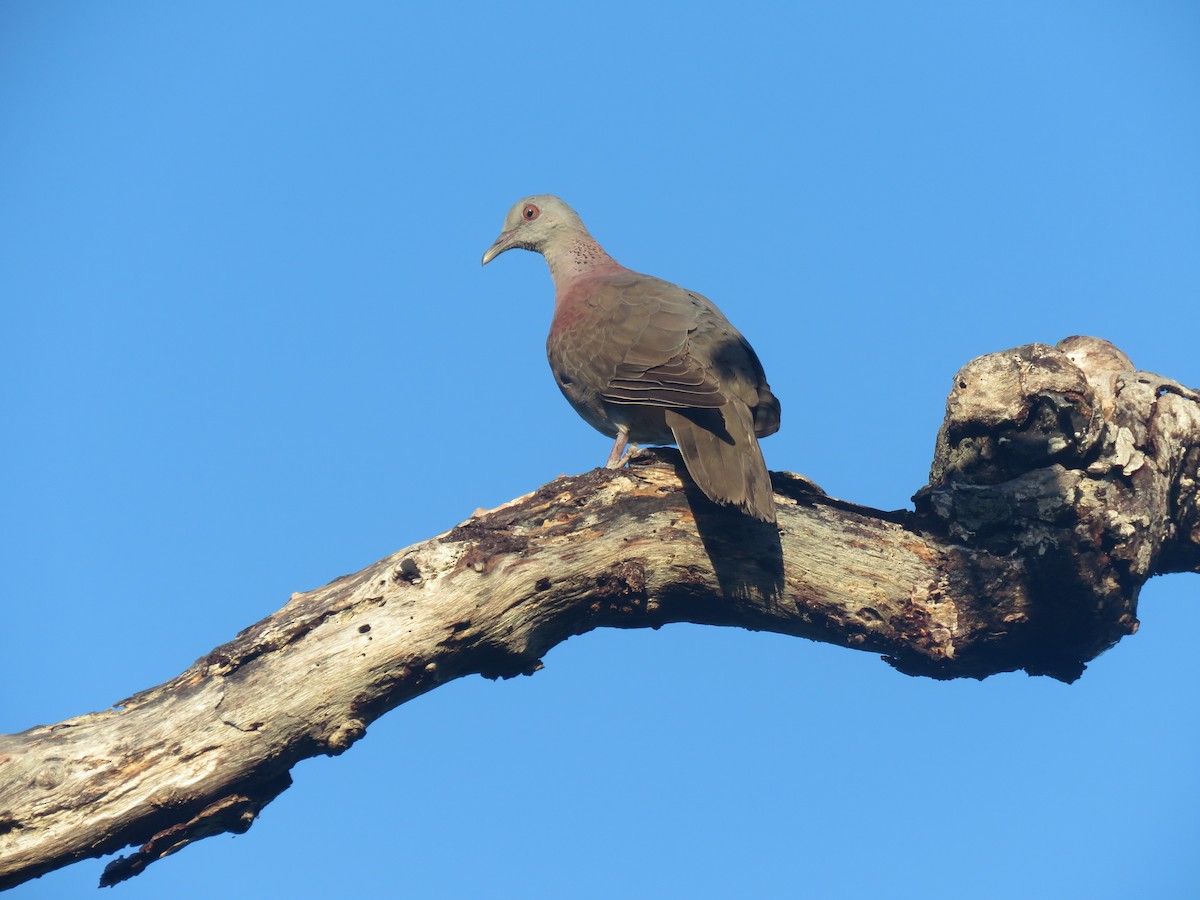 Malagasy Turtle-Dove - ML642695441