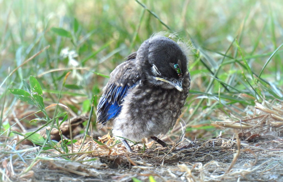 Eastern Bluebird - ML642695445