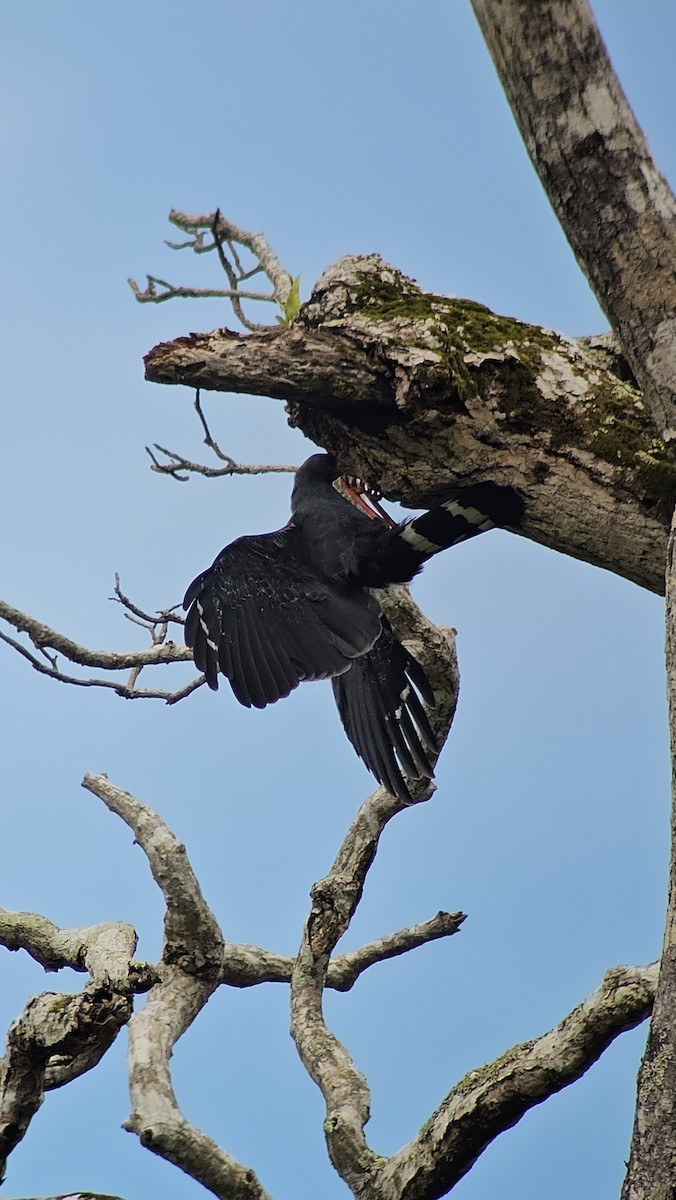 Crane Hawk - ML642695447