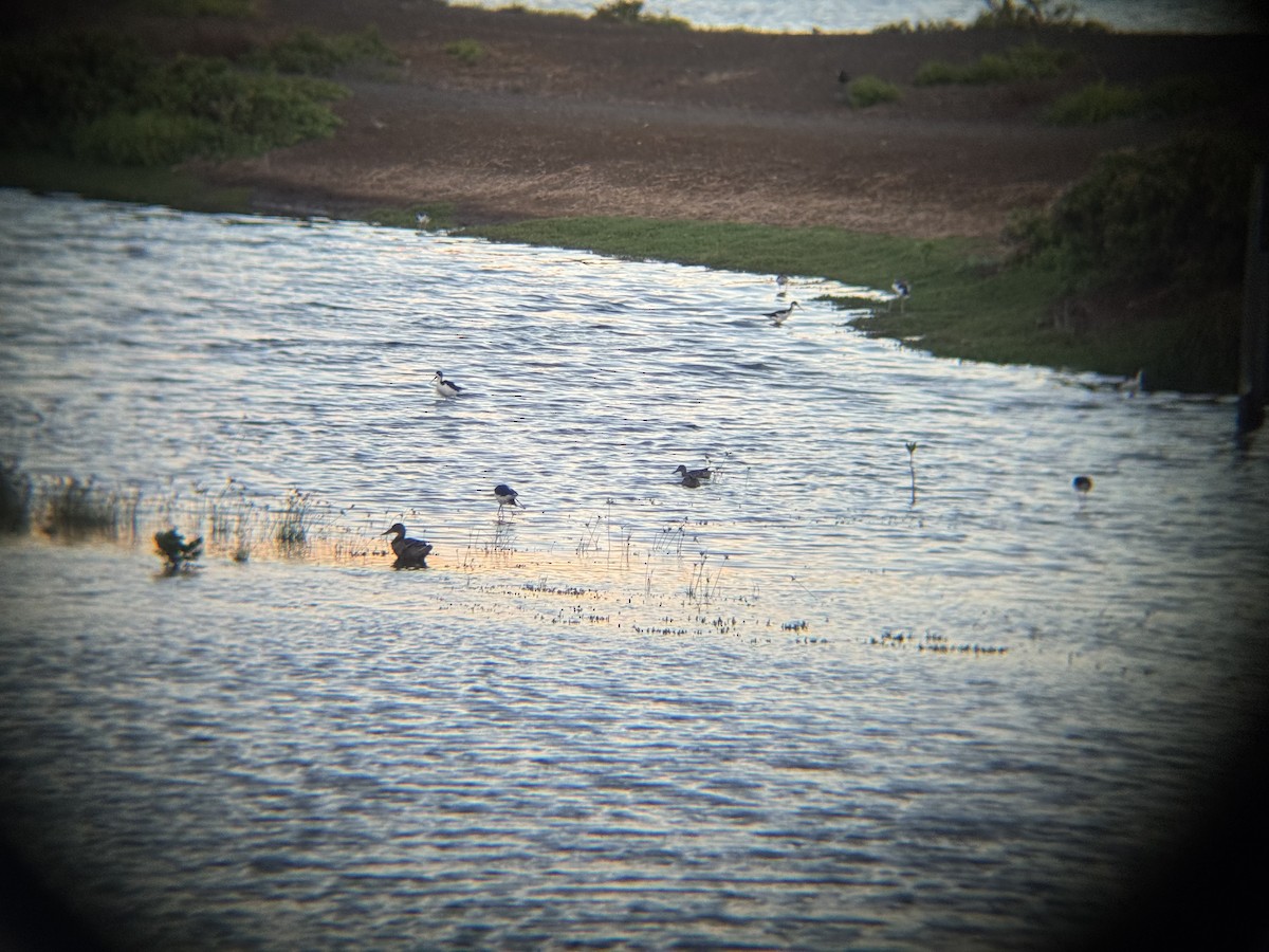 dabbling duck sp. - ML642695448