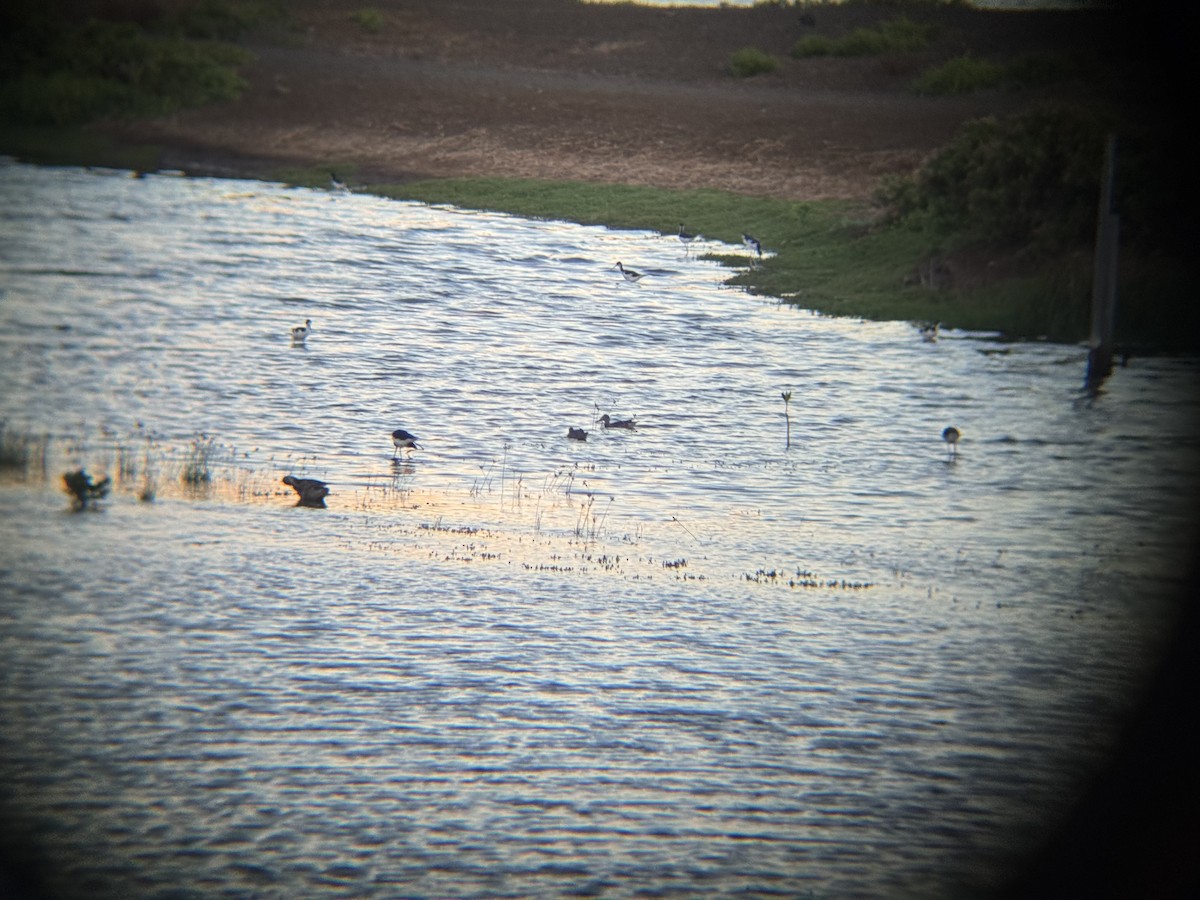 dabbling duck sp. - ML642695449