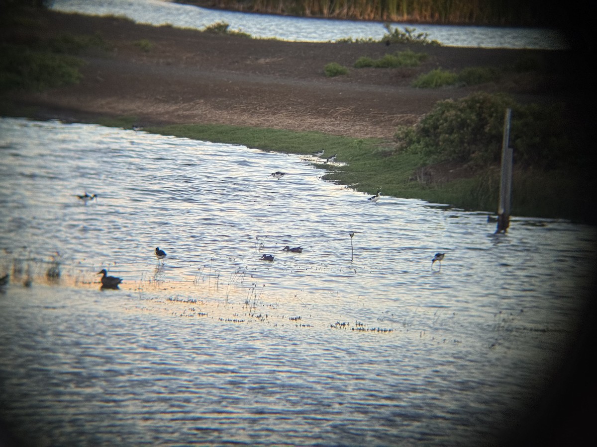 dabbling duck sp. - ML642695451