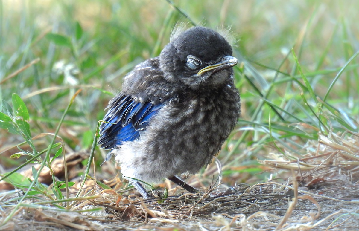 Eastern Bluebird - ML642695452