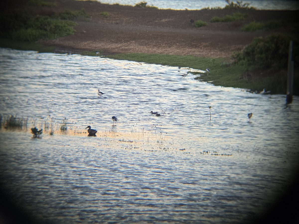 dabbling duck sp. - ML642695453