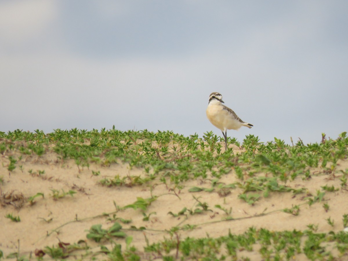 Kittlitz's Plover - ML642695457