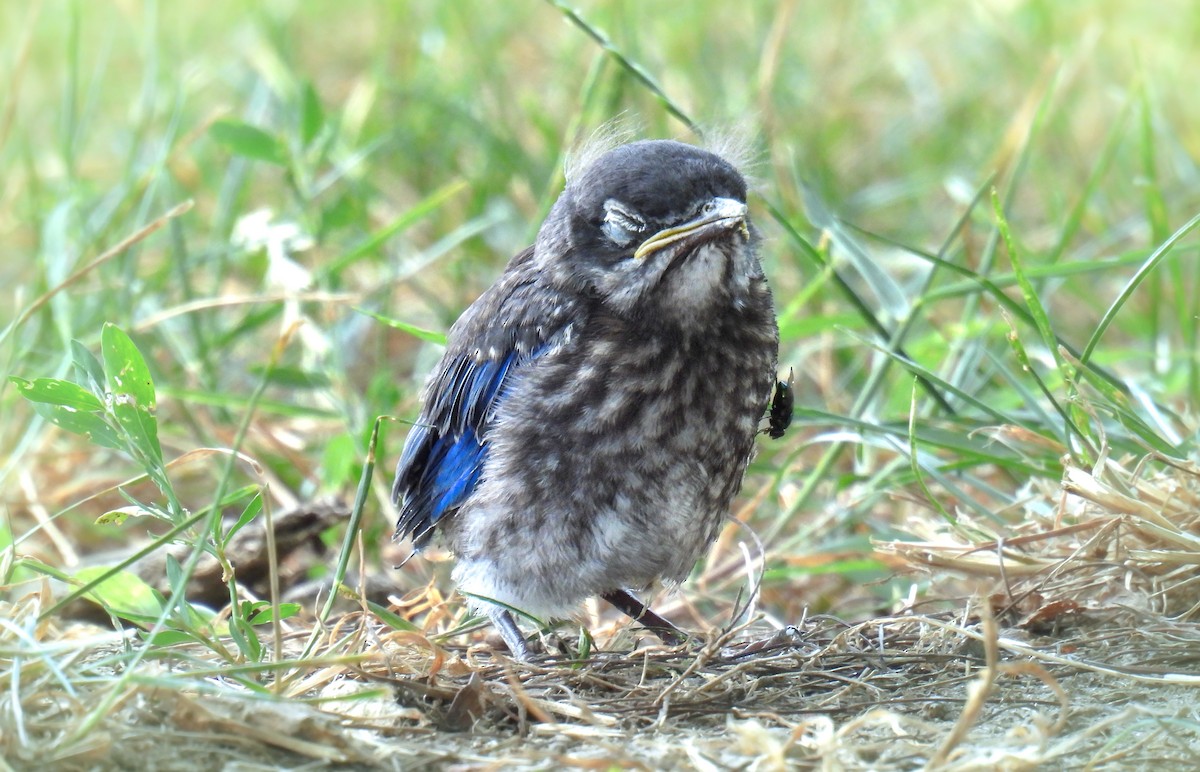 Eastern Bluebird - ML642695458