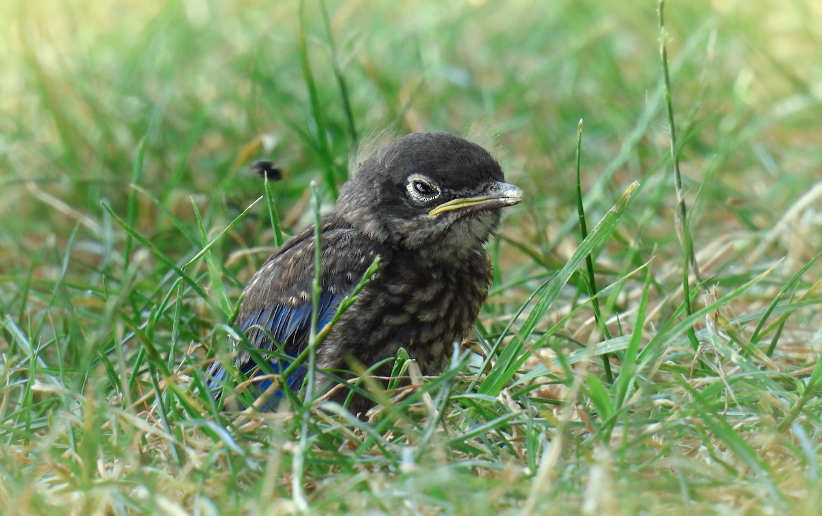 Eastern Bluebird - ML642695461