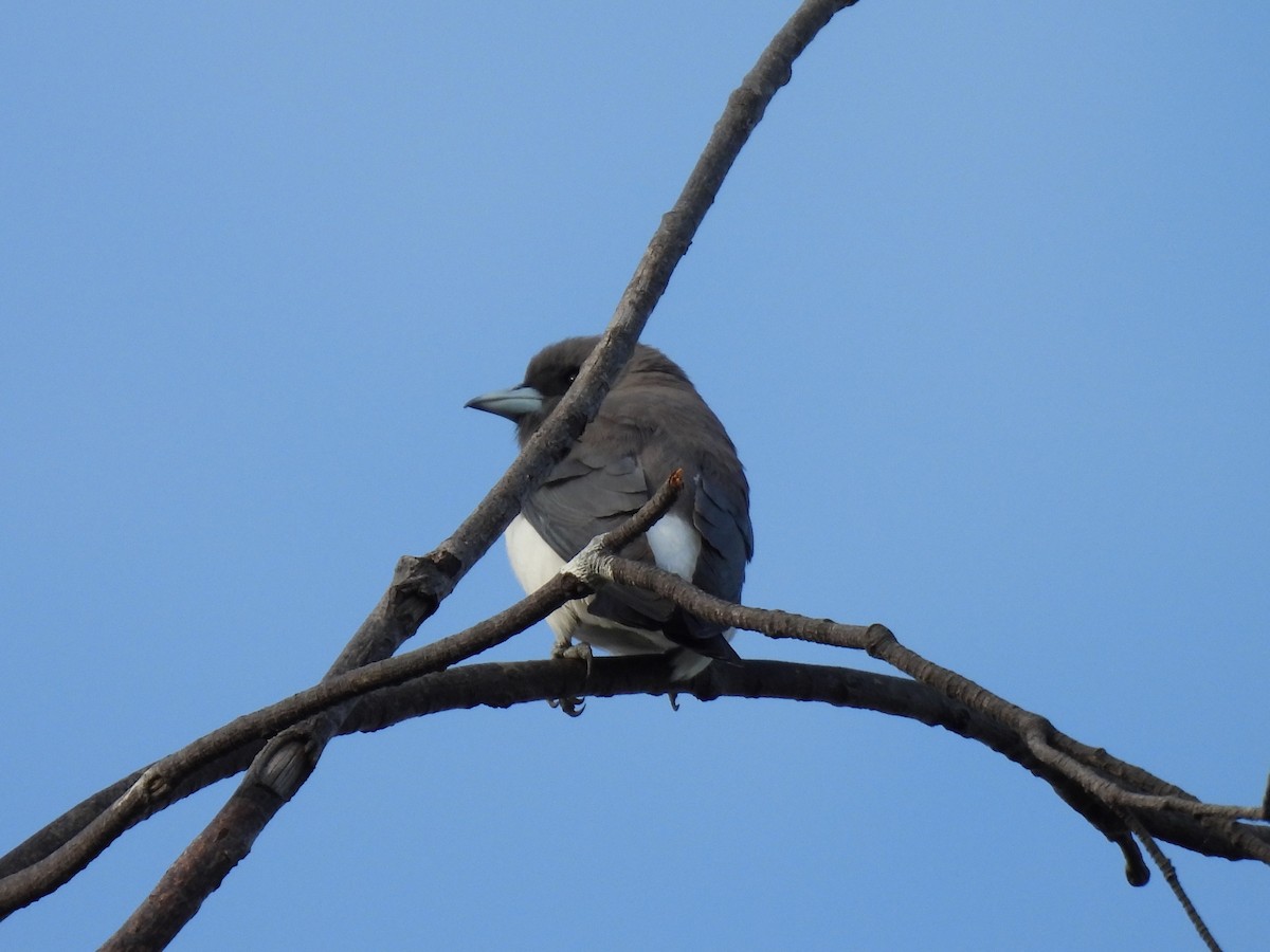White-breasted Woodswallow - ML642695483
