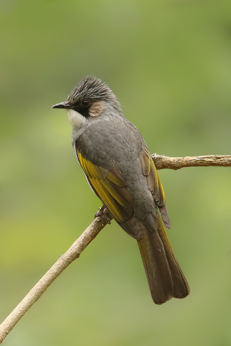 Ashy Bulbul - ML642695492