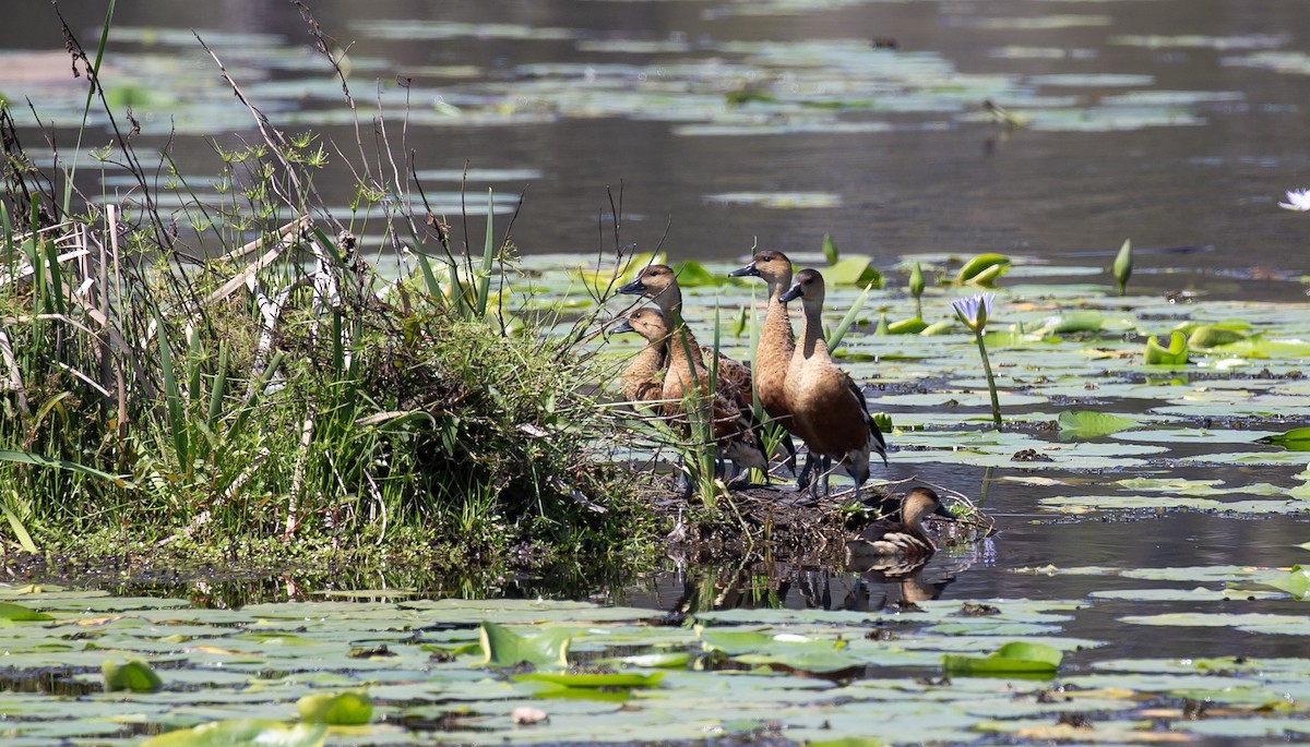 Wandering Whistling-Duck - ML642695501