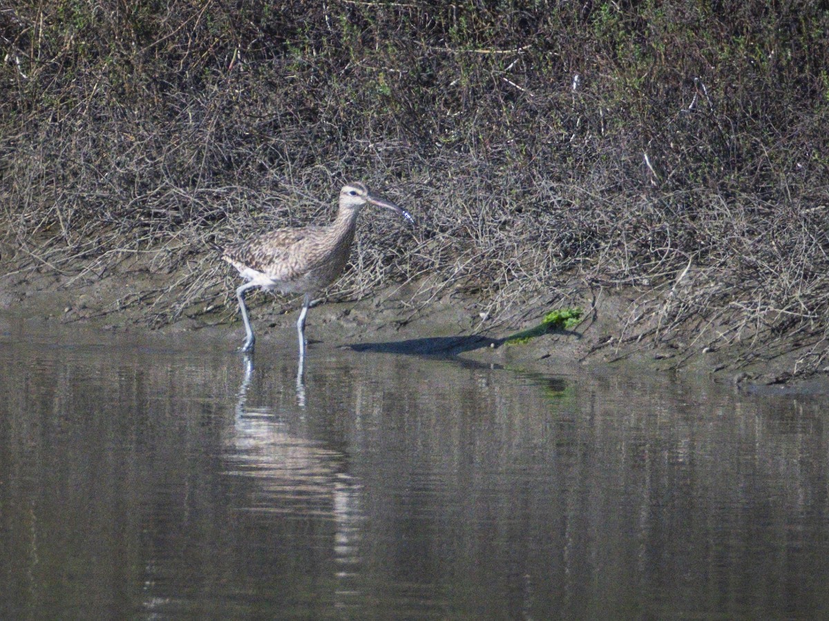 Whimbrel - ML642695510
