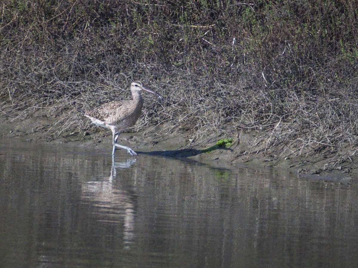 Whimbrel - ML642695511