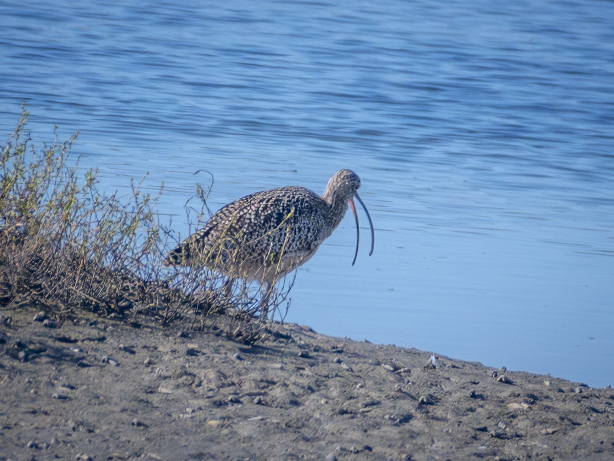 Long-billed Curlew - ML642695519