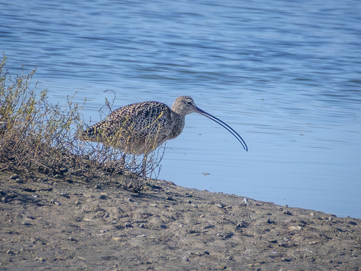Long-billed Curlew - ML642695520