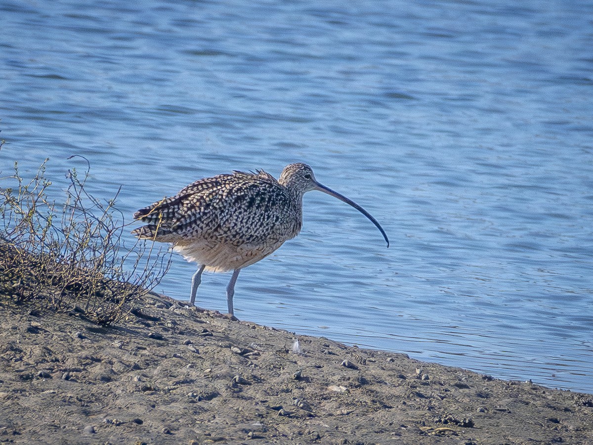 Long-billed Curlew - ML642695521