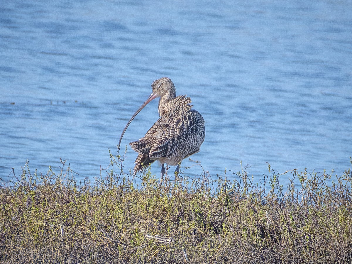 Long-billed Curlew - ML642695522