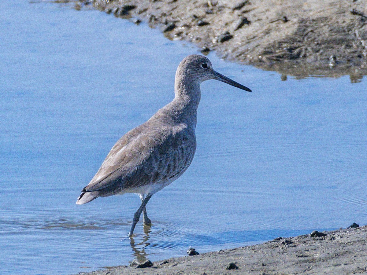 Willet - ML642695531