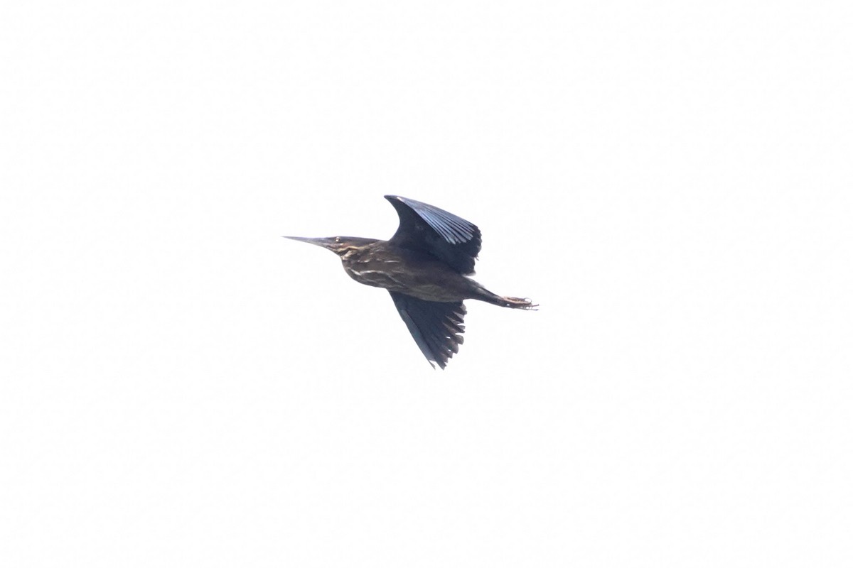 Black Bittern - ML642695534