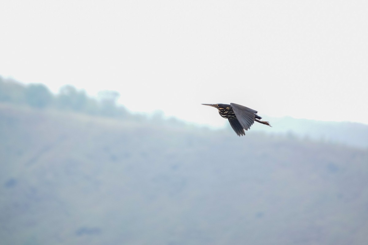 Black Bittern - ML642695536