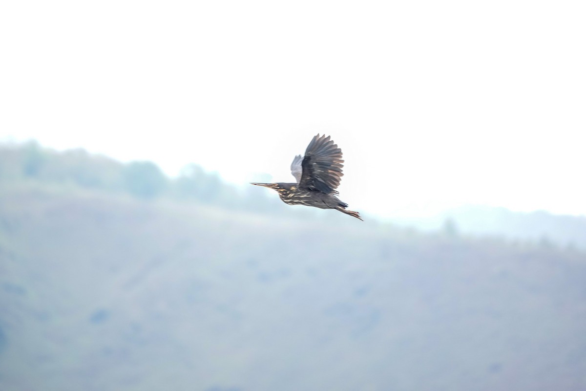 Black Bittern - ML642695537