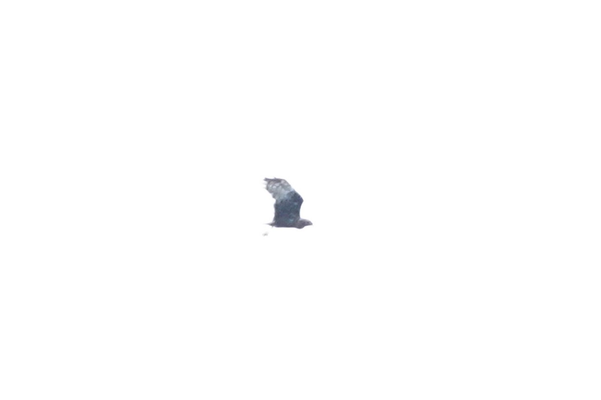 Accipitridae, unbestimmt - ML642695550