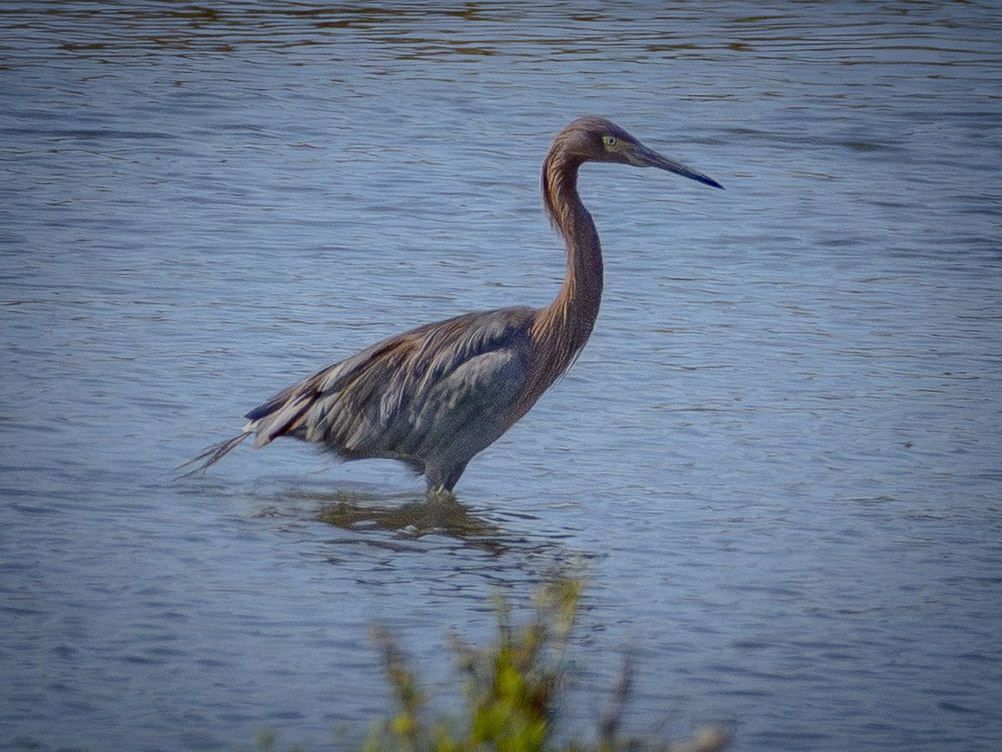 Reddish Egret - ML642695571