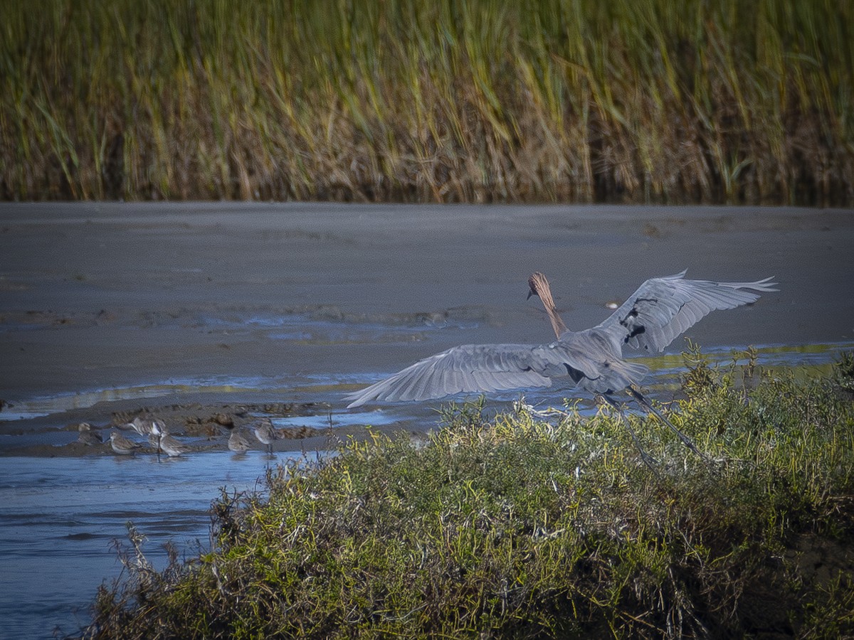 Reddish Egret - ML642695572