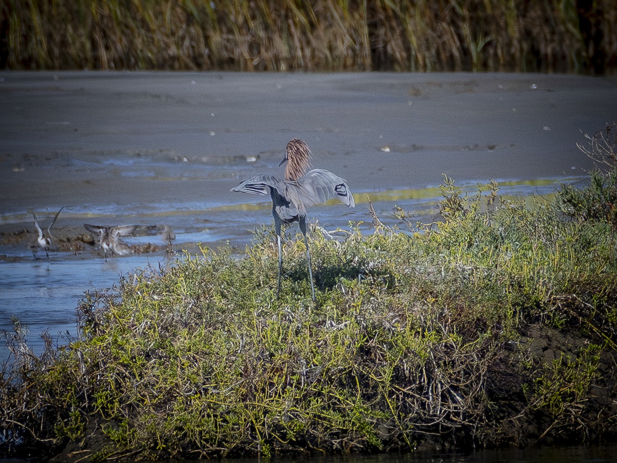 Reddish Egret - ML642695573