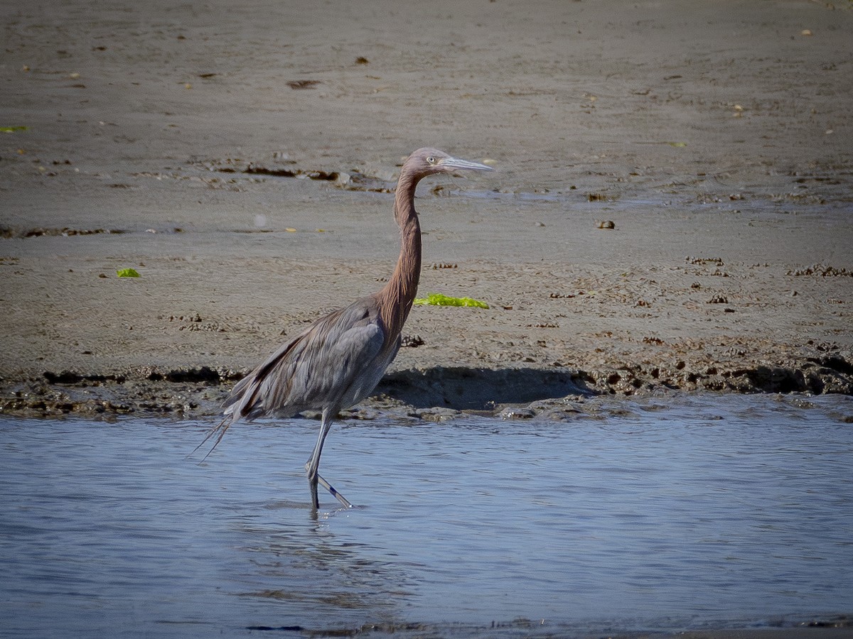 Reddish Egret - ML642695574