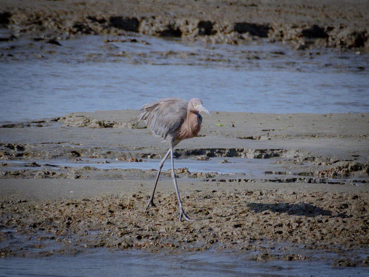 Reddish Egret - ML642695575