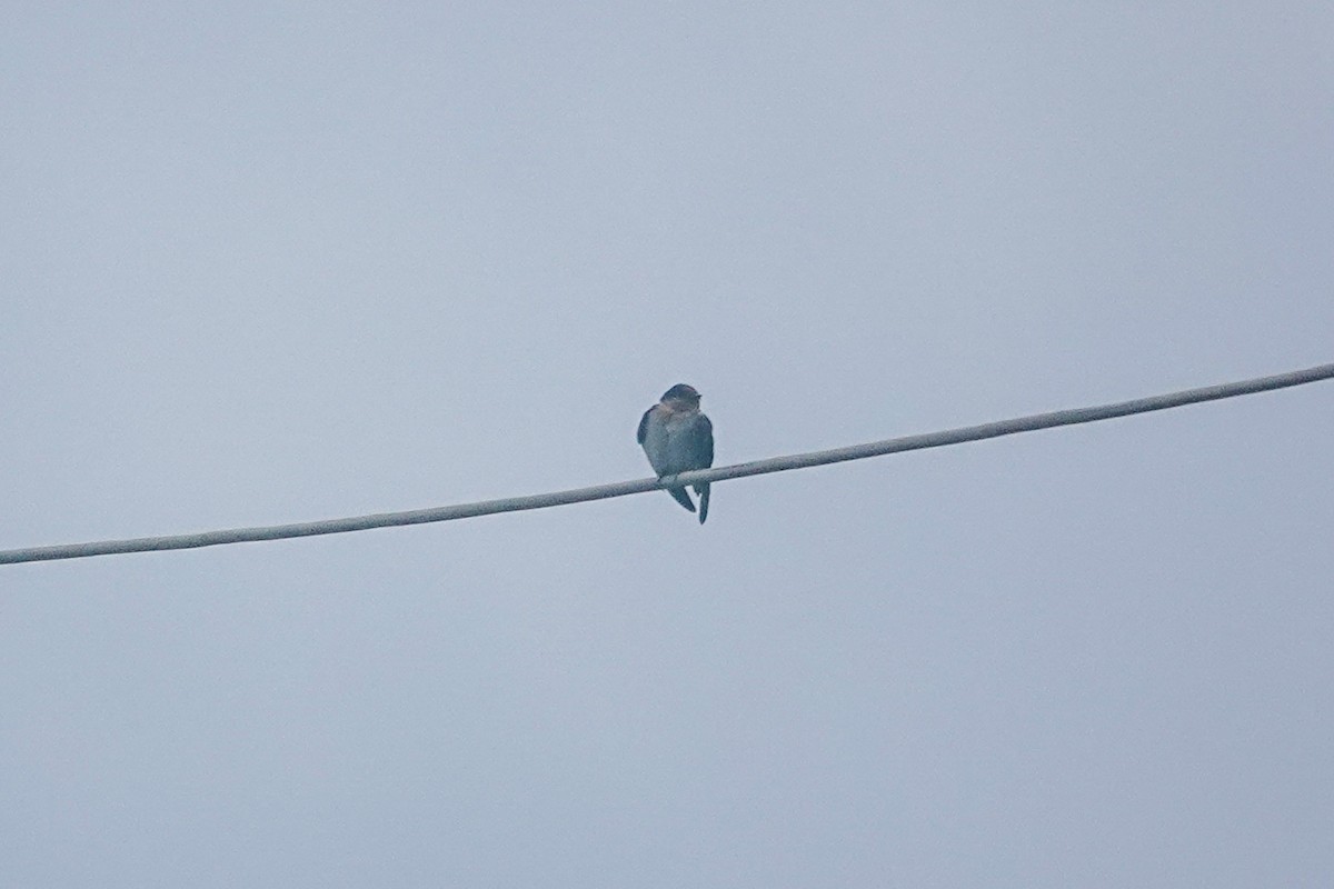 Pacific Swallow - ML642695602