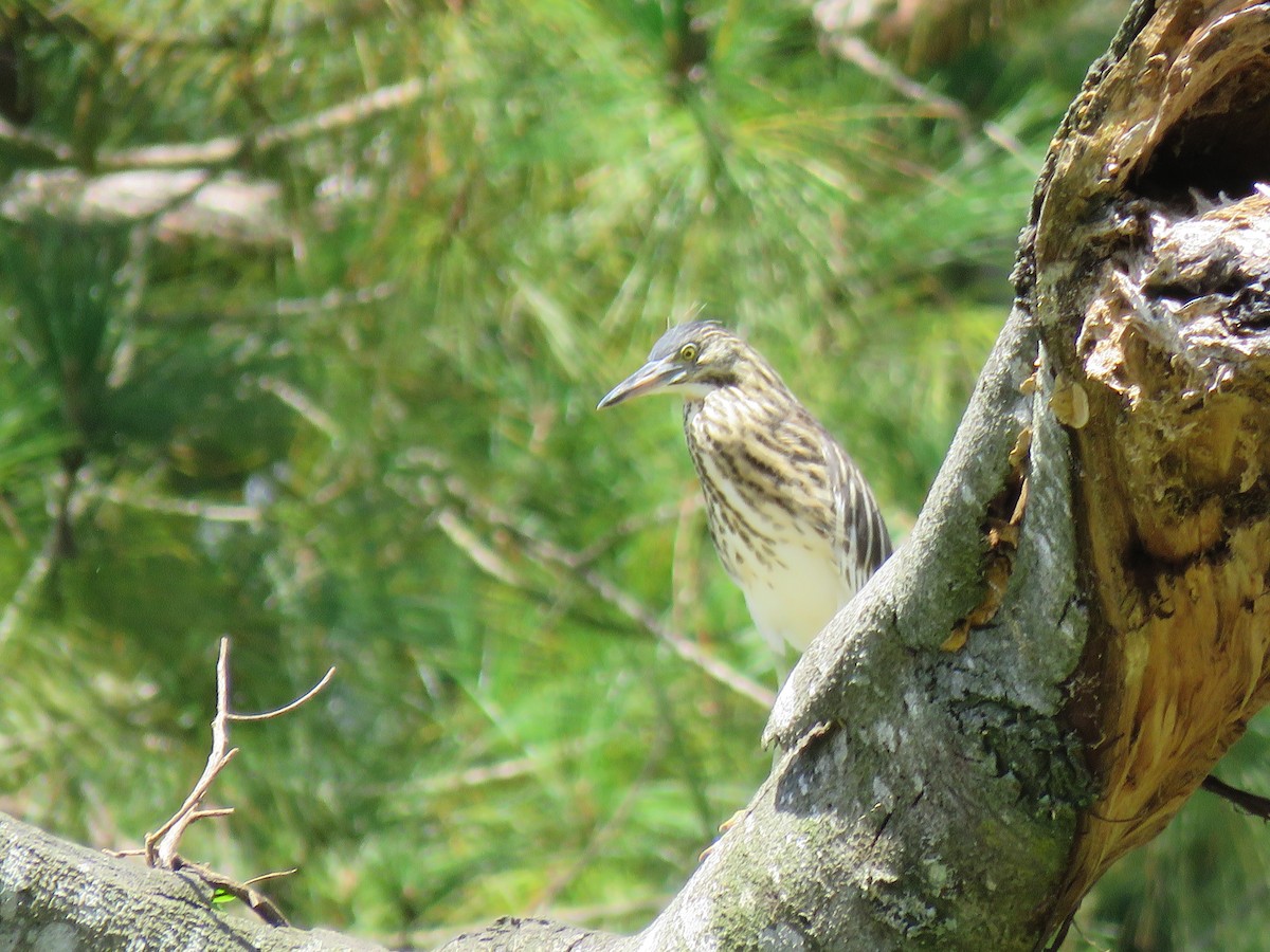 Dickschnabelreiher - ML642695627