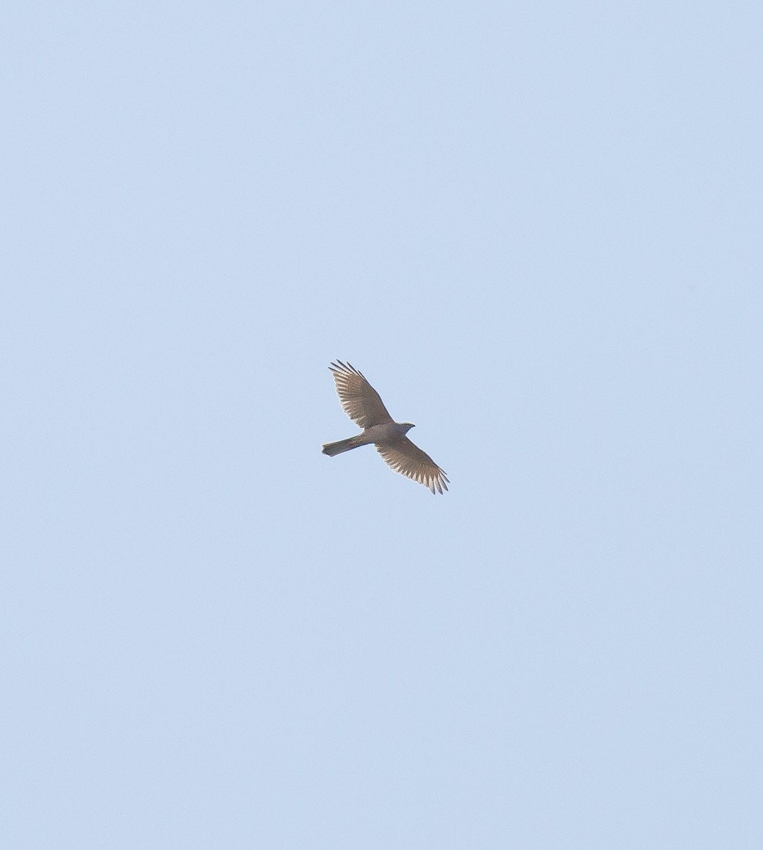 Brown Goshawk - ML642695629