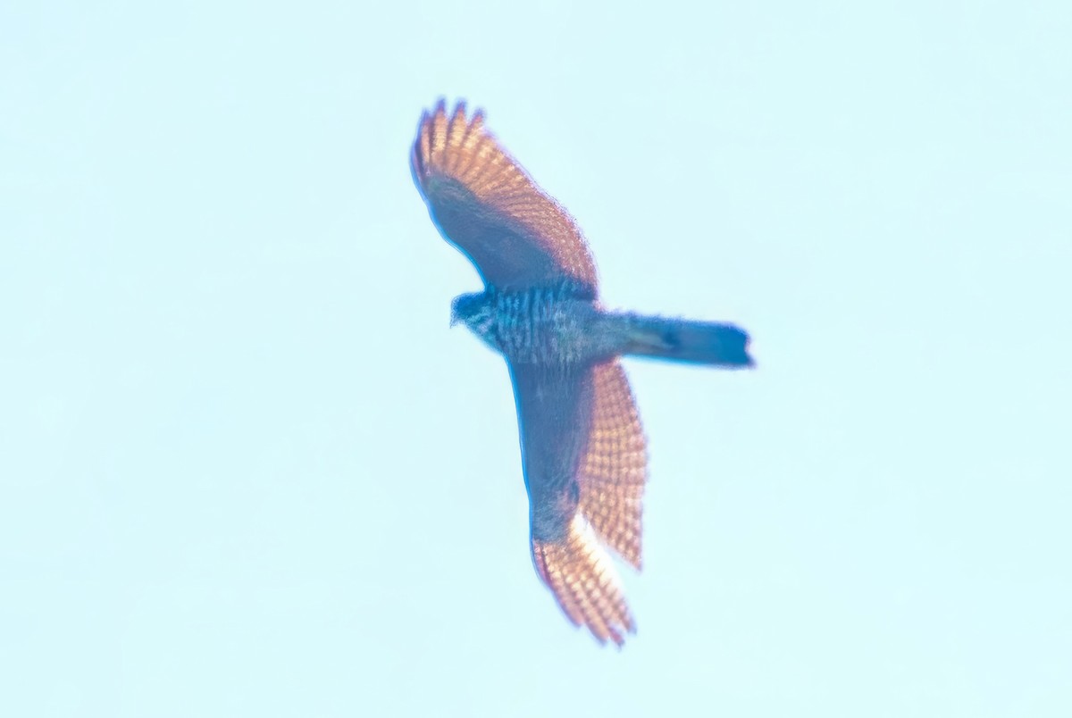 Collared Sparrowhawk - ML642695630
