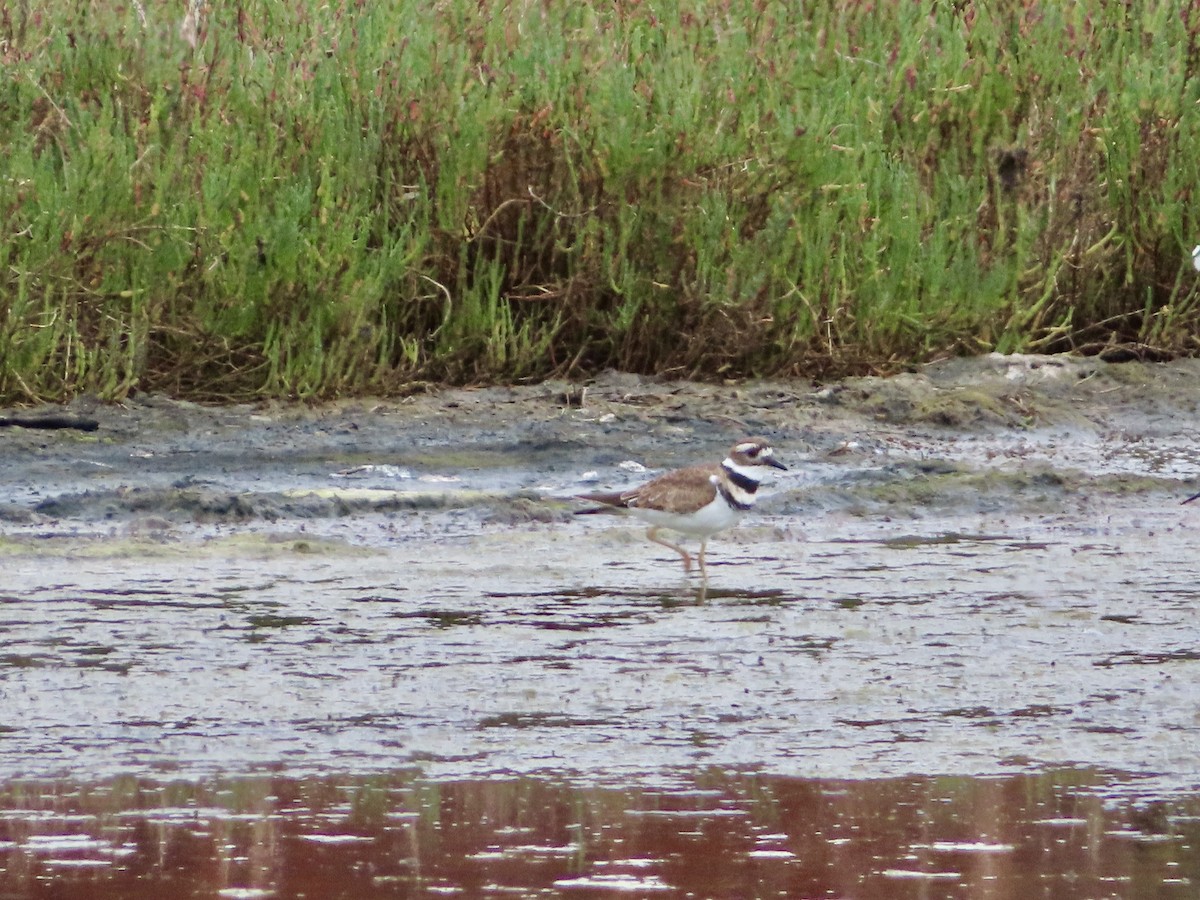 Killdeer - ML642695633