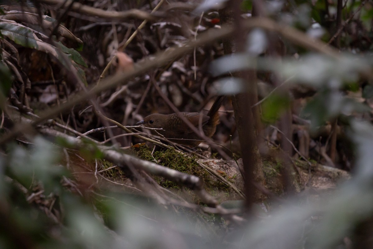 Rufous Scrub-bird - ML642695640
