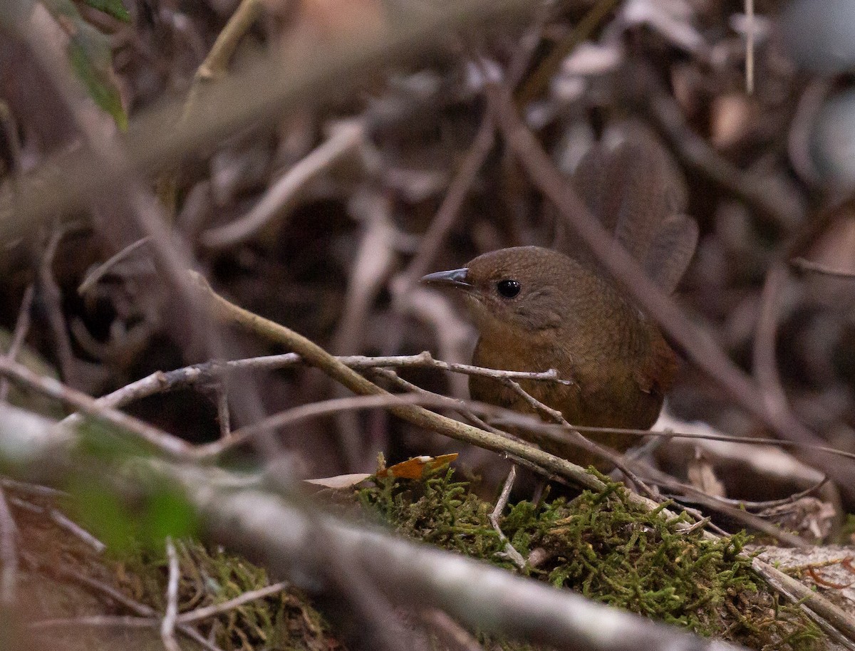 Rufous Scrub-bird - ML642695642