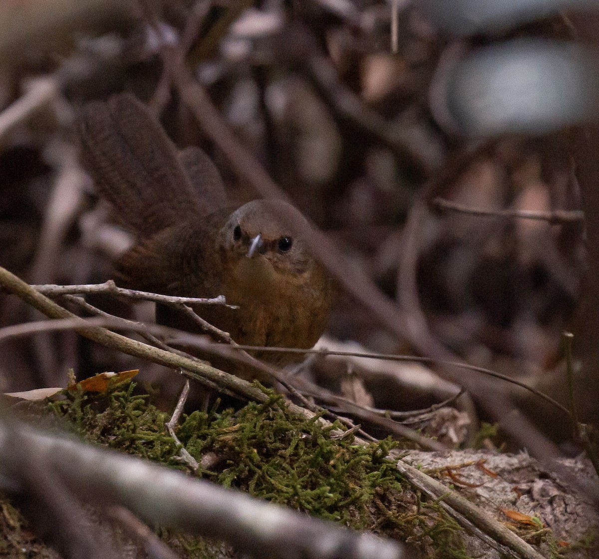 Rufous Scrub-bird - ML642695643