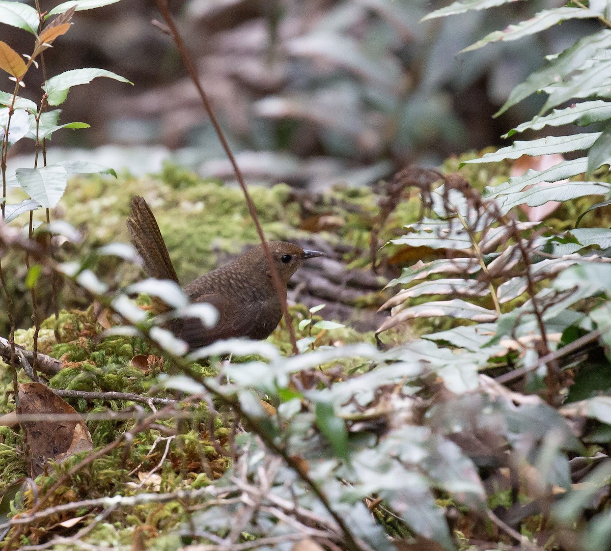 Rufous Scrub-bird - ML642695644