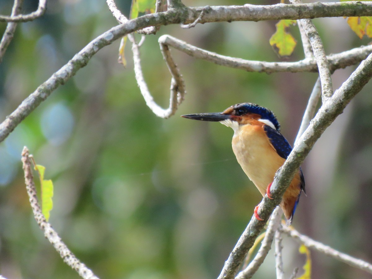 Malagasy Kingfisher - ML642695663