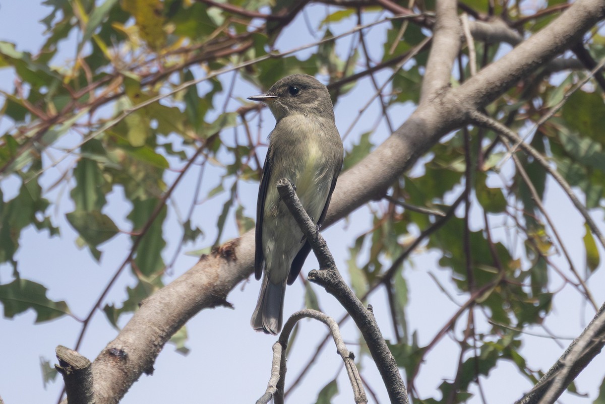 Western Wood-Pewee - ML642695664