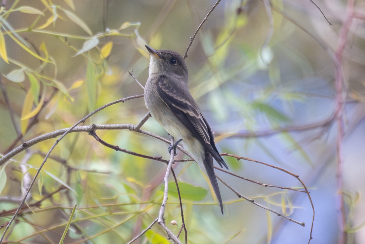 Western Wood-Pewee - ML642695665